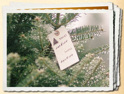 The Old Farm Christmas Place Of Maine Traditional Trees And Wreaths Decorations Decorating Services L Decorating Services Christmas Memory Christmas Place