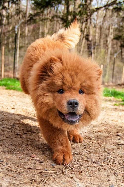 Meet Ping A Petfinder Adoptable Chow Chow Dog Rockville Md