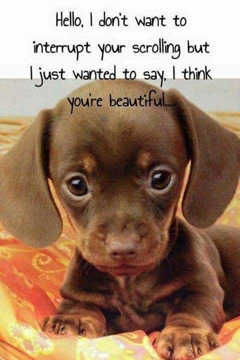 Adorable Cute Baby Animals
