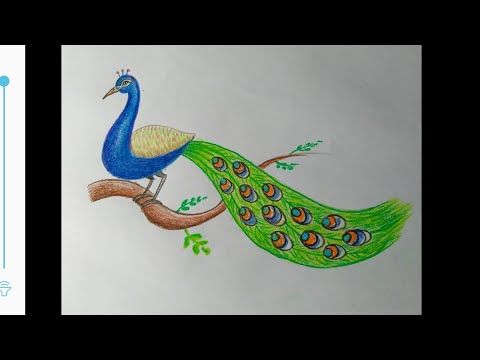 wallpapers Peacock Drawing Bird Drawing Easy With Color bird drawing for kids peacock drawing