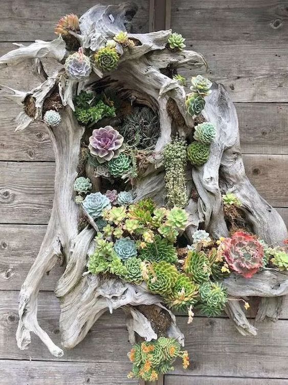 drifted wood attached on the wall and planted with succulents #gardenIdeas #garden #gardening #plants #homeDecor #indoor
