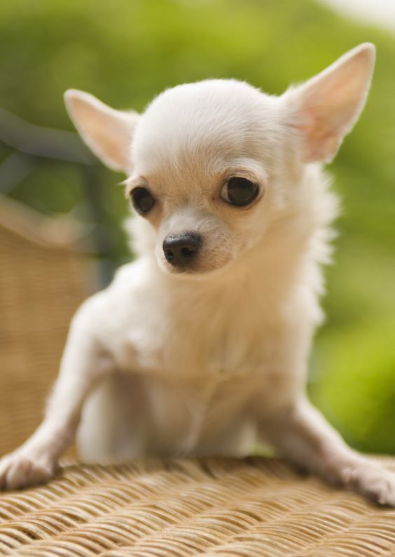 Deer Head Chihuahua Puppies For Sale In Louisiana Pets Lovers