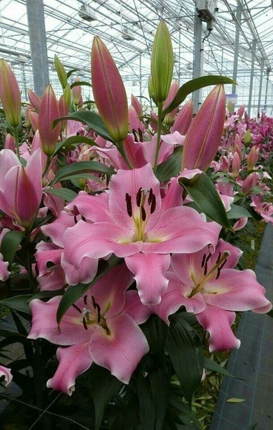 Lilies