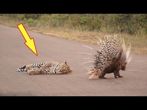 Liked On Youtube حيوان النيص رغم صغر حجمه تخشاه اقوى واشرس الحيوانات المفترسة عالم الحيوانات Animals Fish Pet Pets