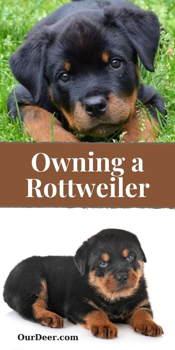Owning A Rottweiler : Breeder Recommendations