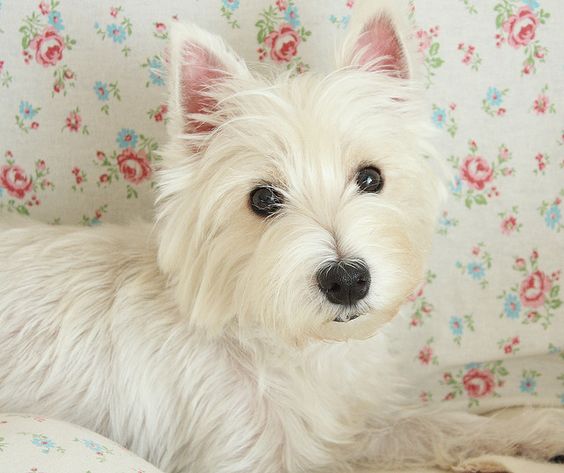 My little daughter Daisy #westie