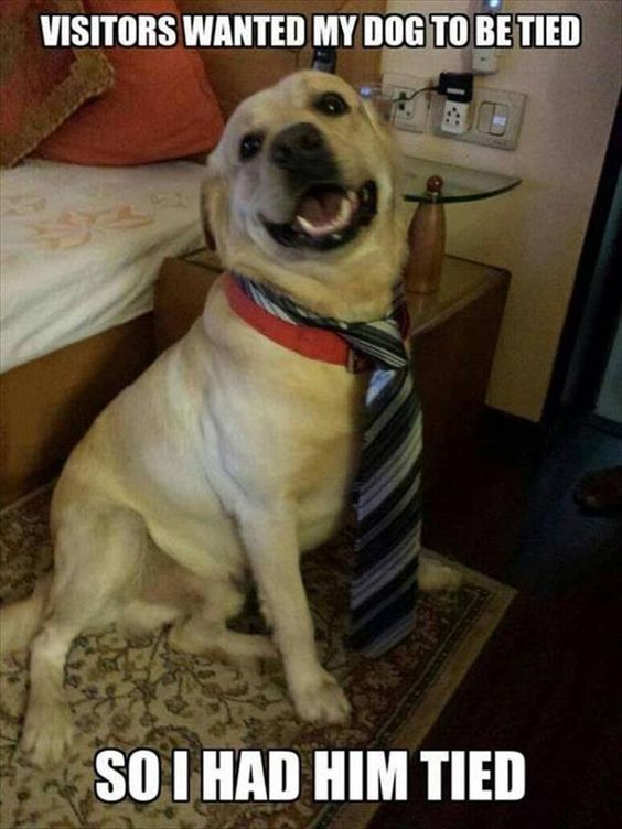 Tied my dog