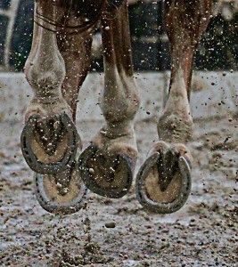 The hooves of horses! Oh! witching and sweet Is the music earth steals from the iron-shod feet; No whisper of lover, no trilling of bird, Can stir me as much as hooves of horses Have stirred. ~Will H. Ogilvie