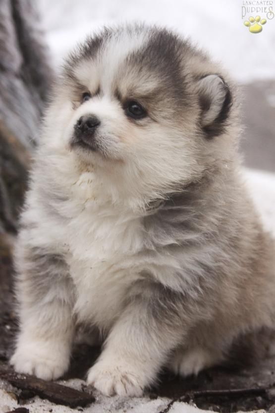 Fluffy pomsky sales