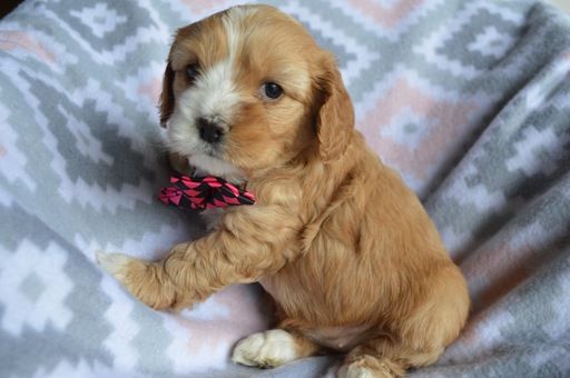 Pin On Puppies For Sale