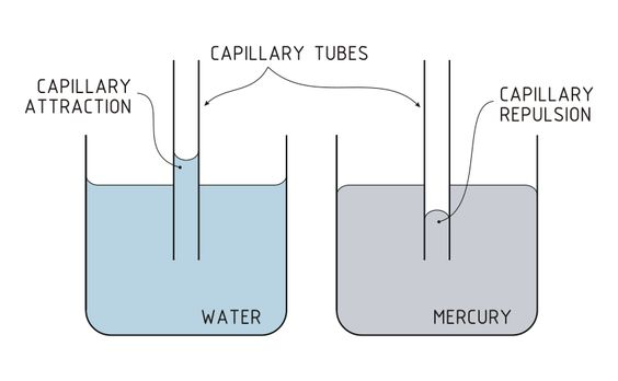 6 10) Another effects of Cohesion is Capillary action Capillary - solubility chart example 6 10) Another effects of Cohesion is Capillary action Capillary - solubility chart example