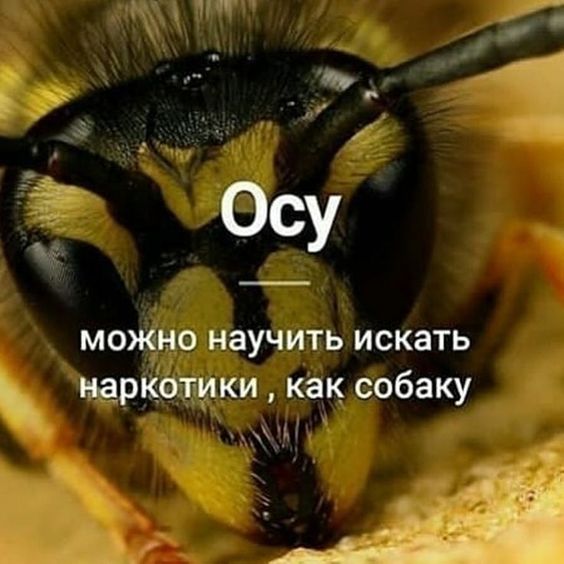 Пин от пользователя Попова Ксения:P на доске ИНТЕРЕСНОЕ | Забавные факты, Интересные факты, Веселые факты