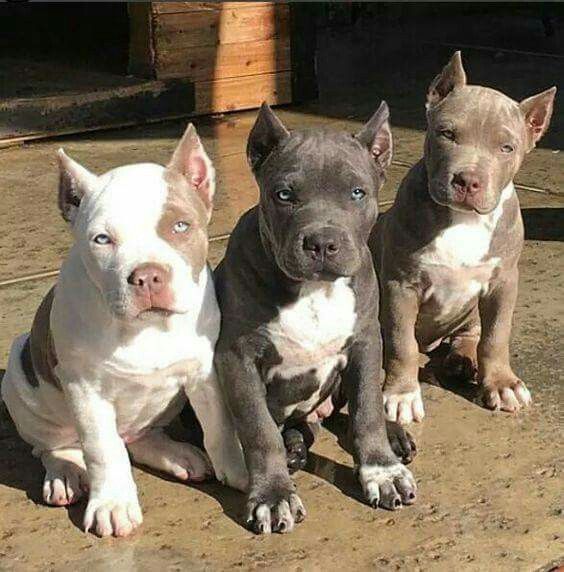 Beautiful Babies Dogs Cute Puppies Pitbull Pictures