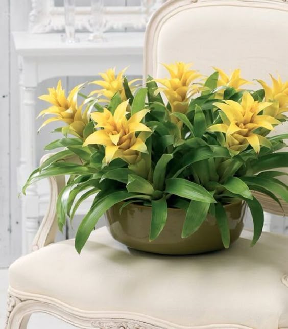 O cachepot com Bromélia amarela decora a sala de jantar #bromelia #bromeliads #flowers