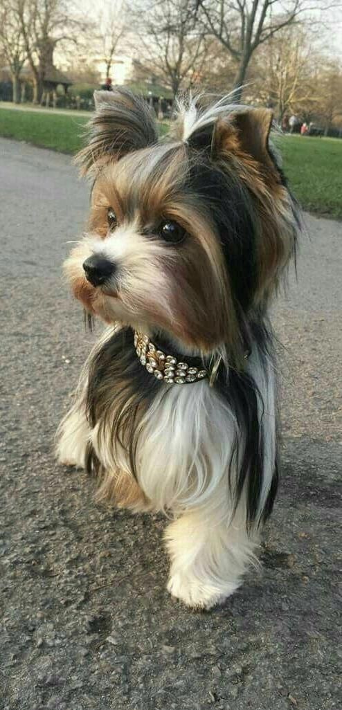 Pin By Shelby Kent On Doggies So Cute Yorkshire Terrier