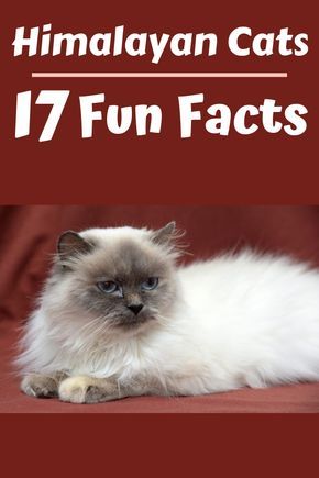 These 17 Fun Facts About Himalayan Cats Will Change Your Mind Himalayan Cat Himalayan Cat Kitten Himalayan Kitten