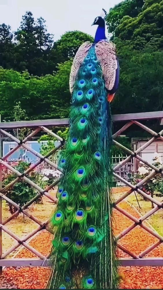 peacock-bird