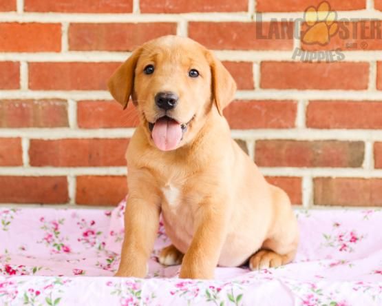 Labrador Puppies For Sale East London Labrador Puppies For Sale East London