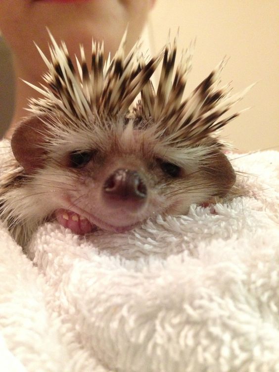 Hedgehog baby. www.reddit.com