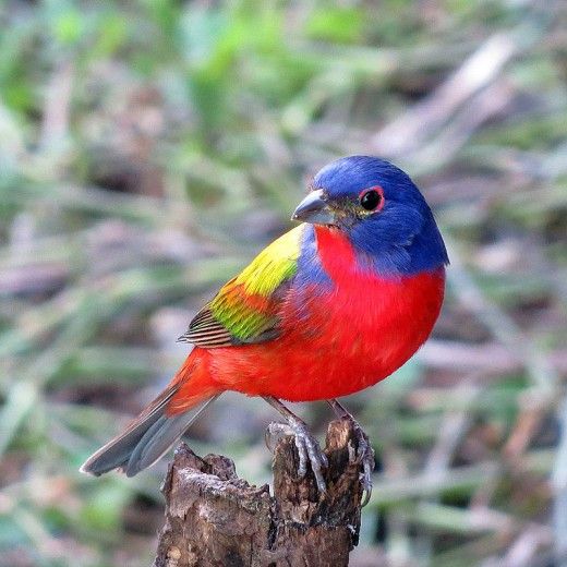 Painted bunting perched on the edge of a broken wood branch