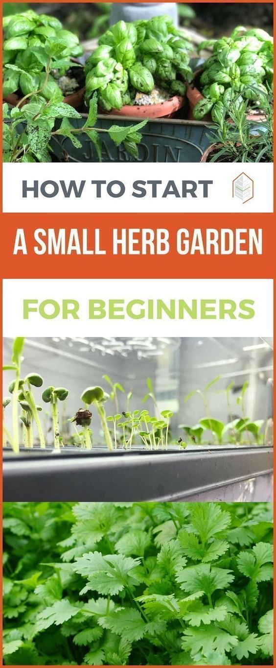 How To Start A Small Herb Garden For Beginners Find Ou Gardens Gardening Indoor Vegetable Indoor Vegetable Gardening, How Do You Start A Herb Garden For Beginners