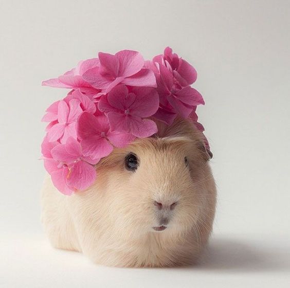 L'hipster più seguito del web è una piccola palla di pelo che ama posare con occhiali neri o coroncine di fiori. Booboo è una Cavia Pallas
