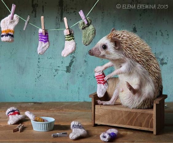 1. Фотограф - любитель из Санкт - Петербурга Елена Ерёмина стала мега - популярной благодаря своим потрясающим снимкам домашних любимцев, сделанным в период с 2013 по 2015 год. Итак, ёжиковый позитив от Елены Ерёминой, приятного просмотра и хорошего настроения. 2. 3. 4 5. 6. 7. 8. 9. 10. 11. 12.…