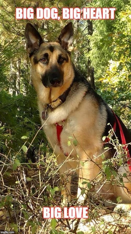 Sirius The Dog Star Big Dog Big Heart Big Love Image Tagged