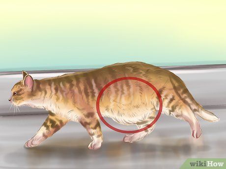 Das Sollte Man Zum Thema Katze Entwurmen Wissen Katzen Katzen
