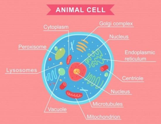 Imágenes De La Célula Animal Vegetal Y Humana Las Mejores Imagenes Online Dibujos De Celulas Célula Animal Ilustraciones De Dibujos Animados