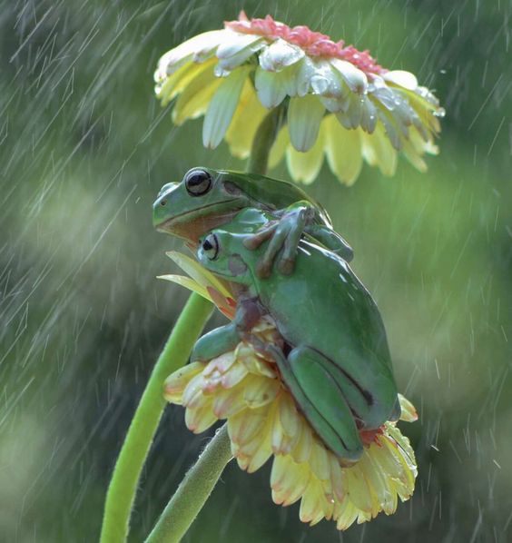 Photographer Notices Frogs Sharing A Sweet Hug In The Rain