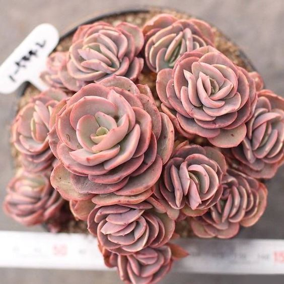 PRESALE Echeveria Suyon (Cluster)