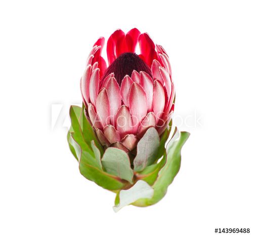 Protea Flower Red Sharon Closeup On A Pure White Background Royalty Free Images Protea Flower Pure White Background