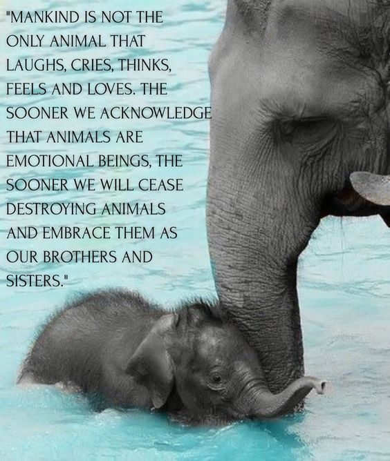 mankind is not the only animal that laughs, cries, thinks, feels and loves, the sooner we acknowledge that animals are emotional beings, the sooner we will cease destroyning animals and embrace them as brothers and sisters. - Anthony Douglas Williams