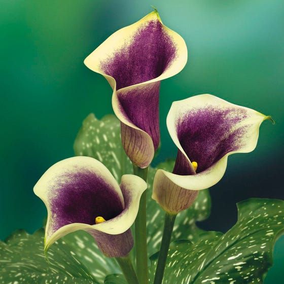 Grow Calla Lillies From Seed