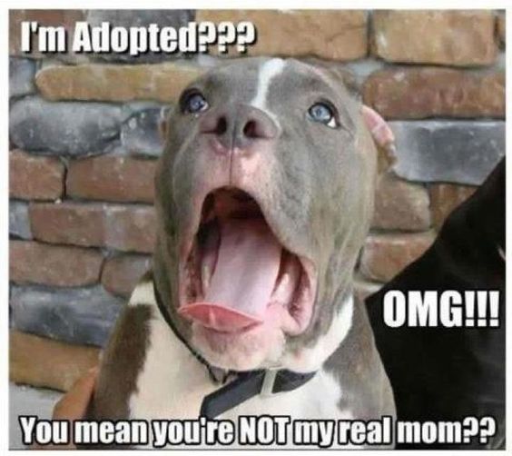 I\'m adopted funny cute memes animals dogs dog animal meme lol humor funny animals funny pets funny animal