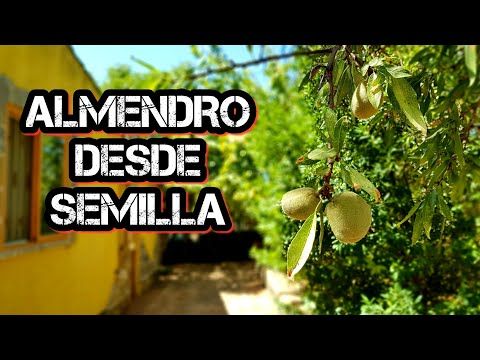 Germinar Almendra Evolución Y Cuidados Meses Después Guarda Forestal Youtube Germinados Limonero En Maceta Cultivos En Casa