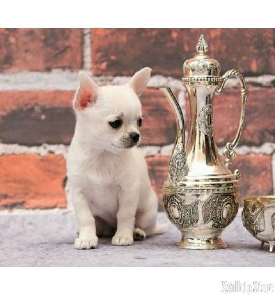 Chihuahua Puppies For Sale In Texa Chihuahua Puppies For Sale In