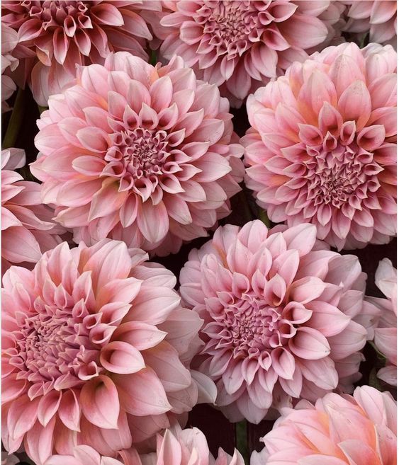 Swoon-worthy Dahlia Varieties for your Cut Flower Garden | Shifting Roots