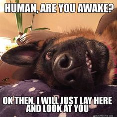 33 German Shepherd Memes That Will Make You Laugh Every Time