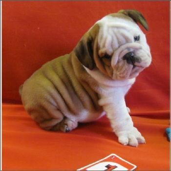 English Bulldog Puppies For Sale Buy Your English Bulldog Puppy