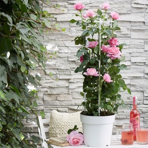 Pruning Roses Garden Care Backyard Garden Garden Rose Care Growing Roses The Potting Bench That You Are About To R Pruning Roses Rose Care Growing Roses