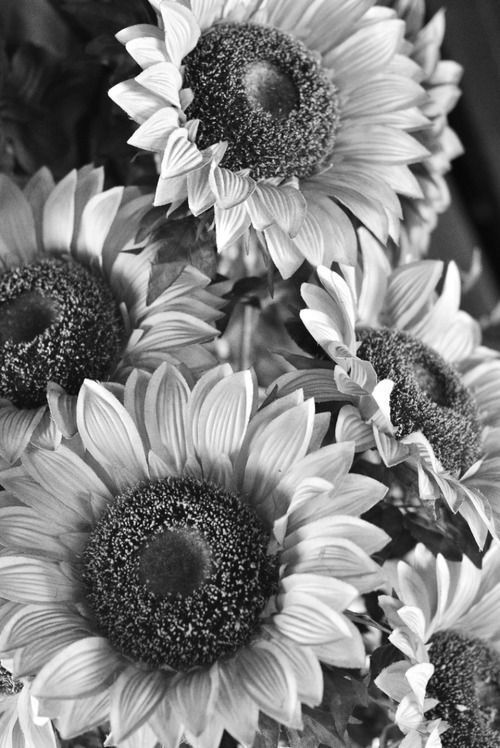 Black And White Sunflower Iphone
