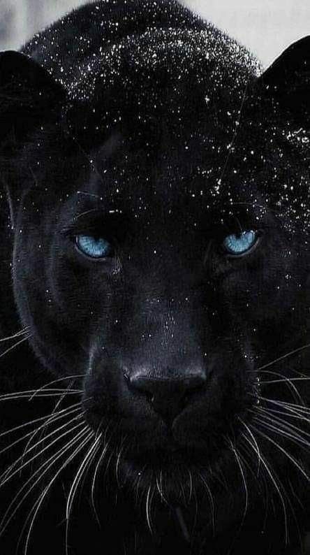 wild-photos-nature-photos