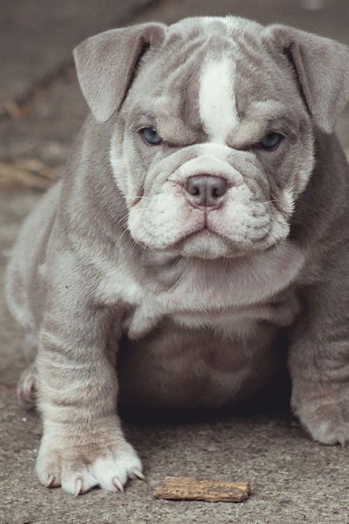 Strange Replay English Bulldog Puppies Bulldog Puppies Animals
