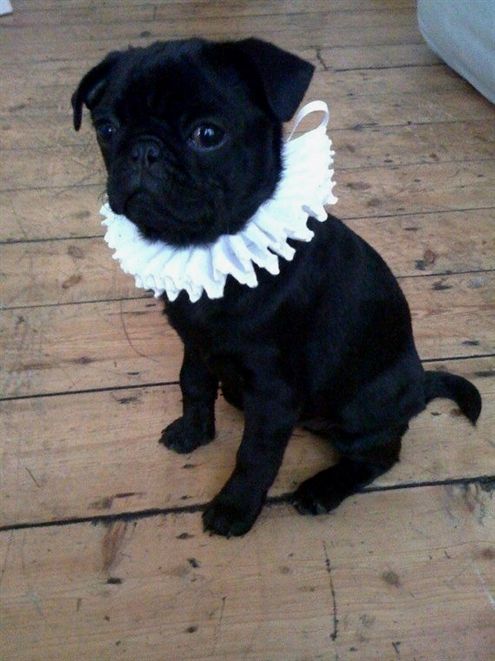 Dog Training Go To Place Dog Training Near Me Cheap Dog