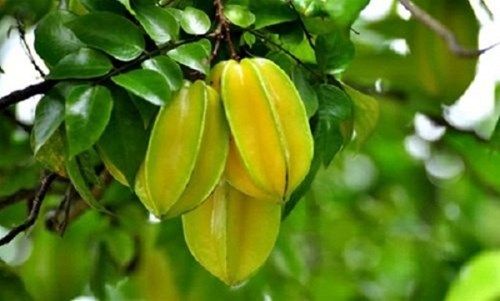 Khế chua ngăn ngừa rụng tóc