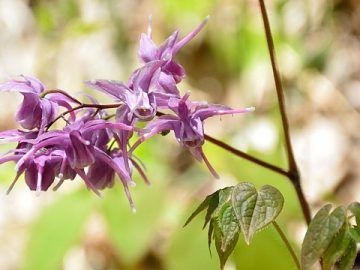 Azgin Teke Otunun Faydalari Hayat Bilgileri Natural Fertility Herbs For Fertility Fertility Azgin Teke Otunun Faydalari Hayat Bilgileri Natural Fertility Herbs For Fertility Fertility