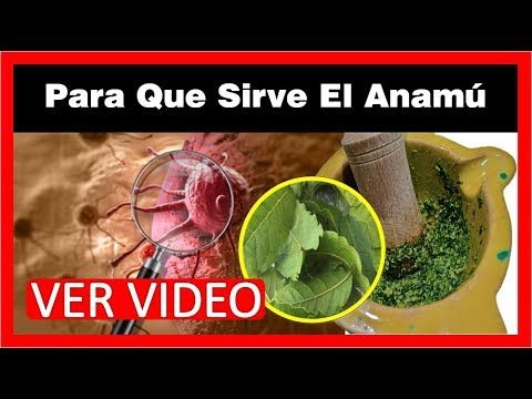 Anamu para bajar de peso Anamu para bajar de peso