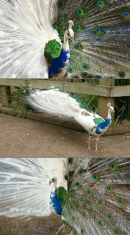 OMG! Bi colored peacock!